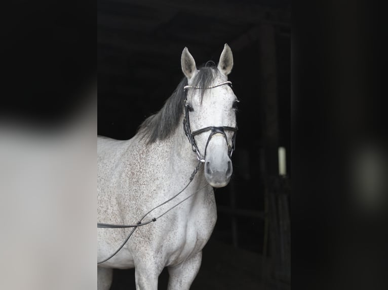 Westphalian Mare 12 years 16,2 hh Grey-Fleabitten in Fürstenau