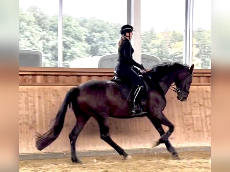 Westphalian Mare 12 years 16,3 hh Bay-Dark in RheineRheine