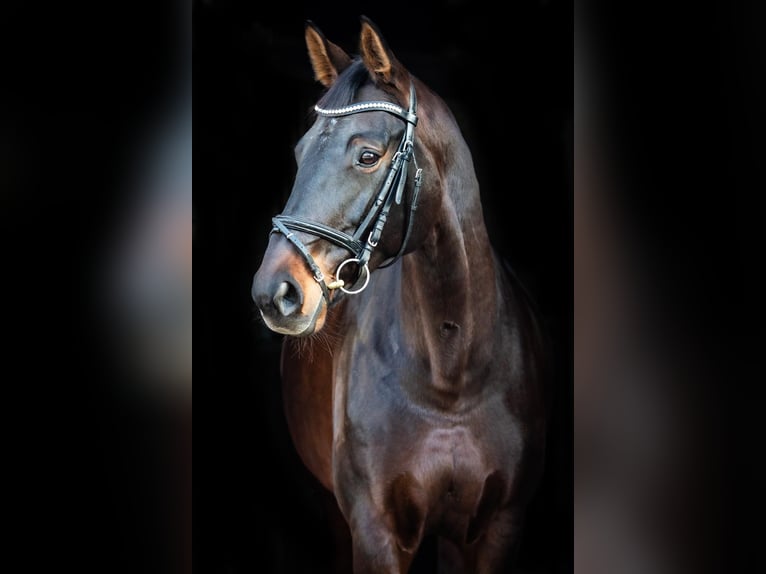 Westphalian Mare 12 years 16,3 hh Bay-Dark in RheineRheine