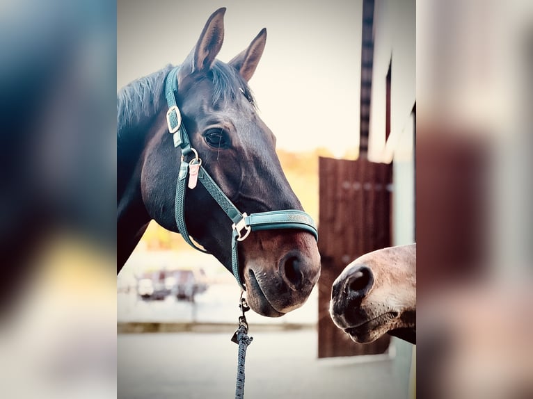 Westphalian Mare 12 years 16,3 hh Bay-Dark in RheineRheine