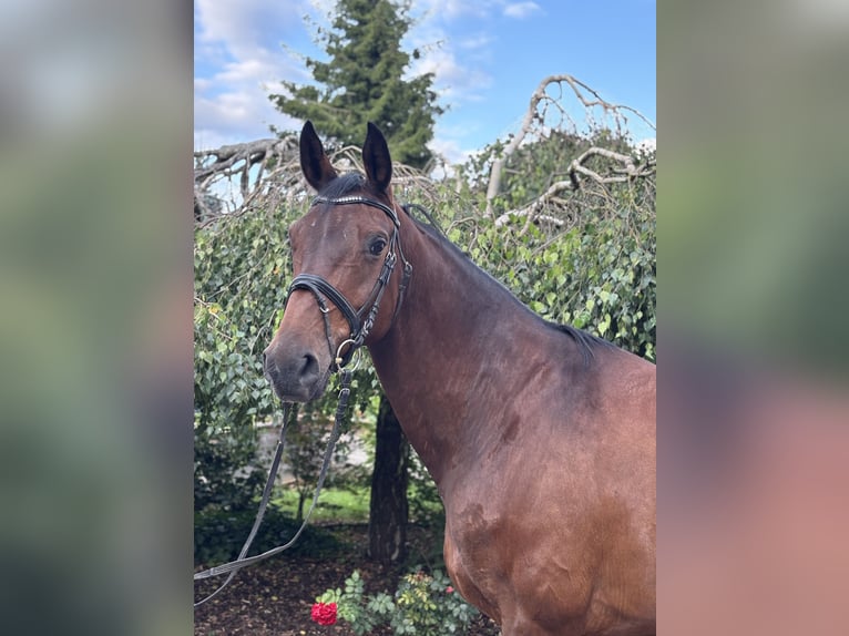 Westphalian Mare 12 years 16,3 hh Brown in Iggingen