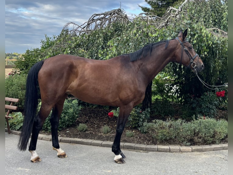 Westphalian Mare 12 years 16,3 hh Brown in Iggingen