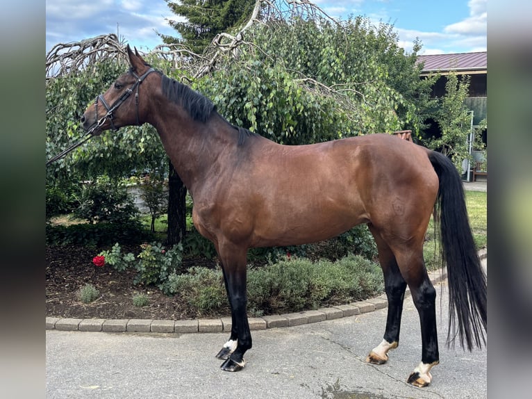 Westphalian Mare 12 years 16,3 hh Brown in Iggingen
