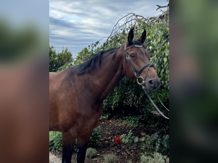 Westphalian Mare 12 years 16,3 hh Brown in Iggingen