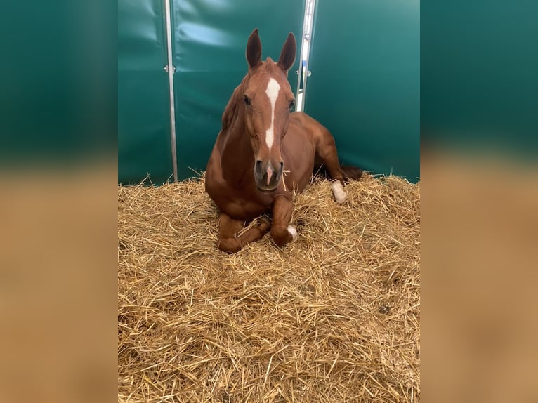Westphalian Mare 12 years 16,3 hh Chestnut-Red in Niedereschach