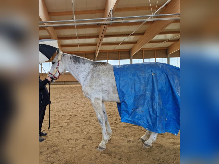 Westphalian Mare 12 years 17,1 hh Gray in Zimmern unter der Burg