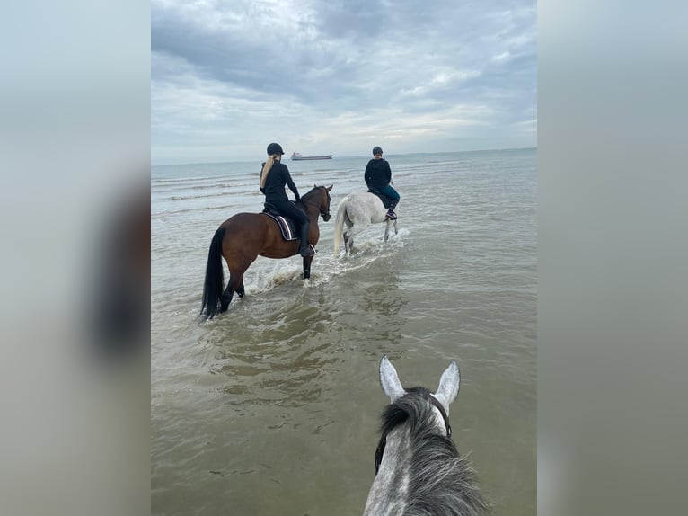 Westphalian Mare 12 years 17 hh Bay-Dark in Bramsche