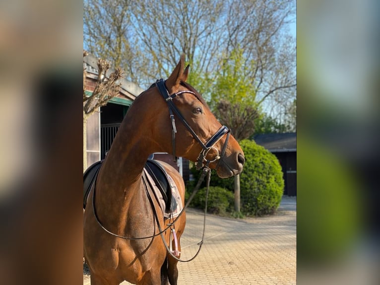 Westphalian Mare 12 years 17 hh Bay-Dark in Bramsche