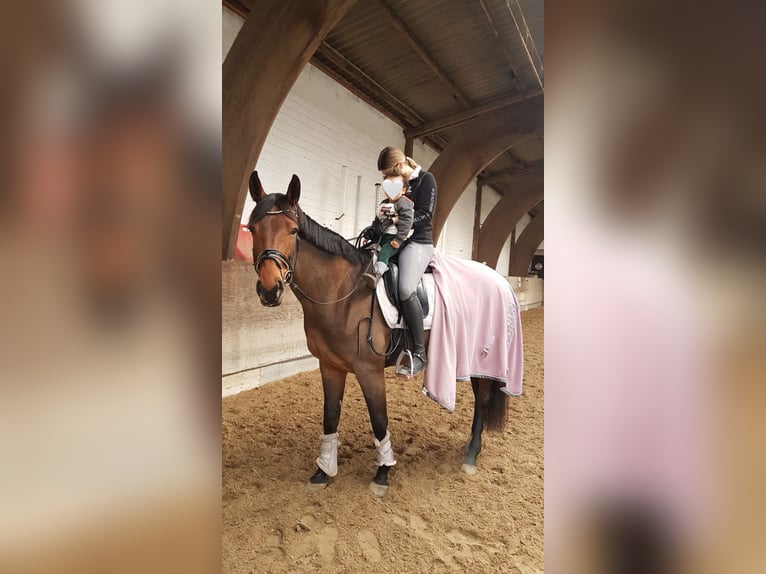 Westphalian Mare 12 years 17 hh Bay-Dark in Bramsche