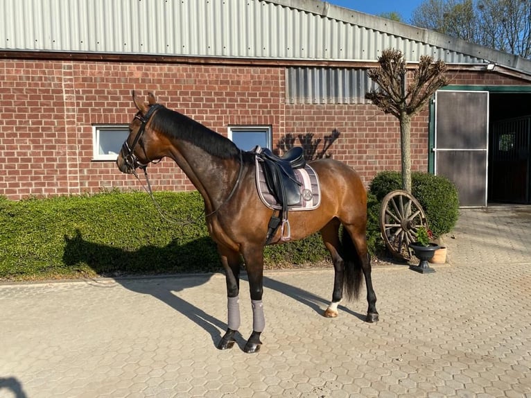 Westphalian Mare 12 years 17 hh Bay-Dark in Bramsche