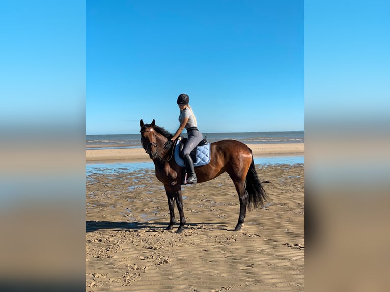 Westphalian Mare 12 years 17 hh Bay-Dark in Bramsche
