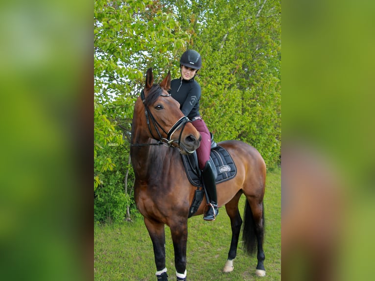 Westphalian Mare 12 years 17 hh Bay-Dark in Bramsche