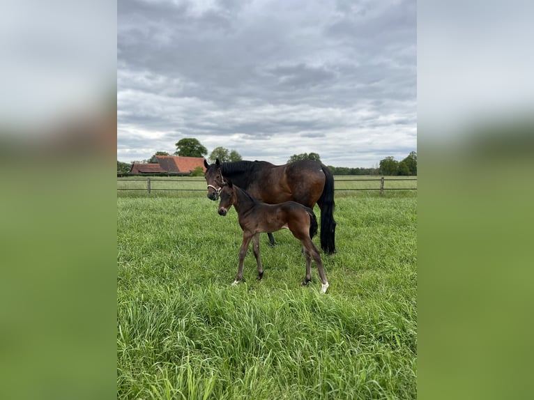 Westphalian Mare 12 years 17 hh Bay-Dark in Bramsche