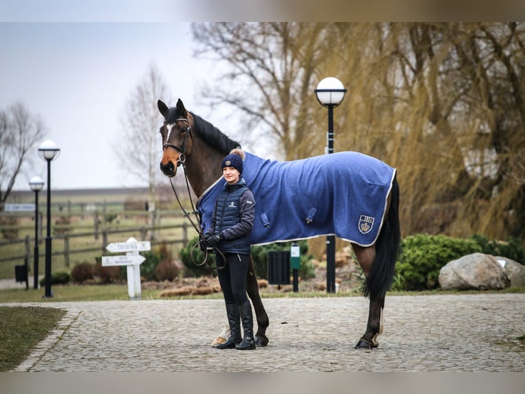 Westphalian Mare 12 years 17 hh Bay in Kietl&#xF3;w