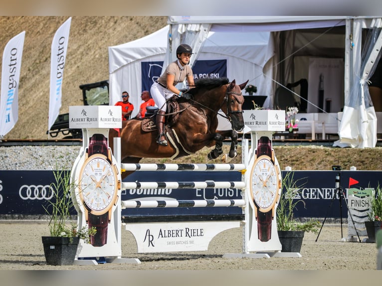 Westphalian Mare 12 years 17 hh Bay in Kietl&#xF3;w