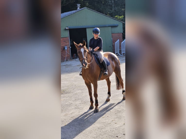 Westphalian Mix Mare 12 years 17 hh Chestnut in Enschede