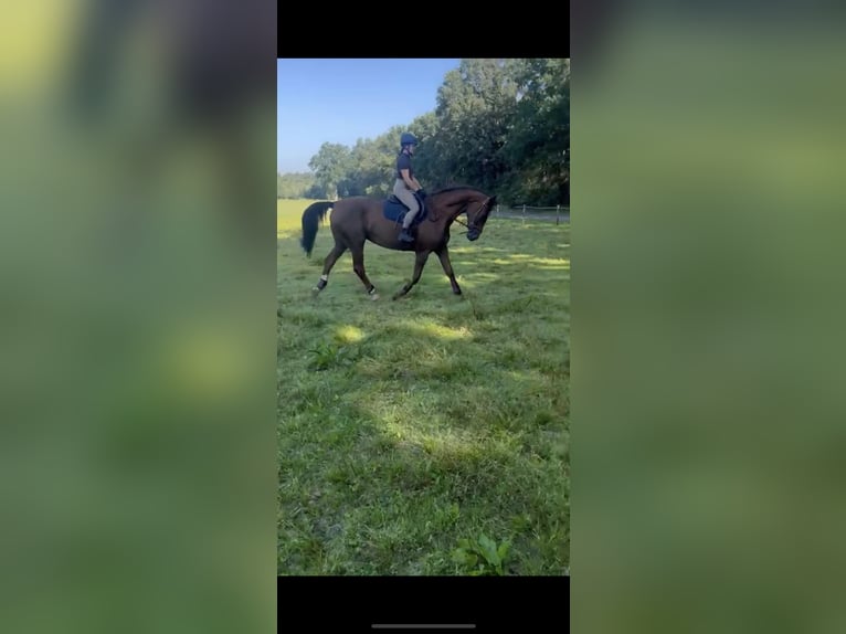 Westphalian Mix Mare 12 years 17 hh Chestnut in Enschede