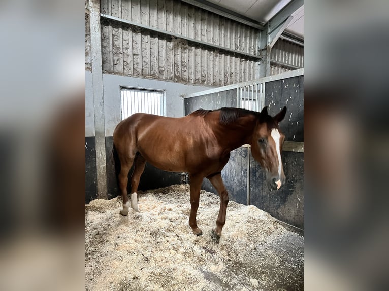 Westphalian Mix Mare 12 years 17 hh Chestnut in Enschede