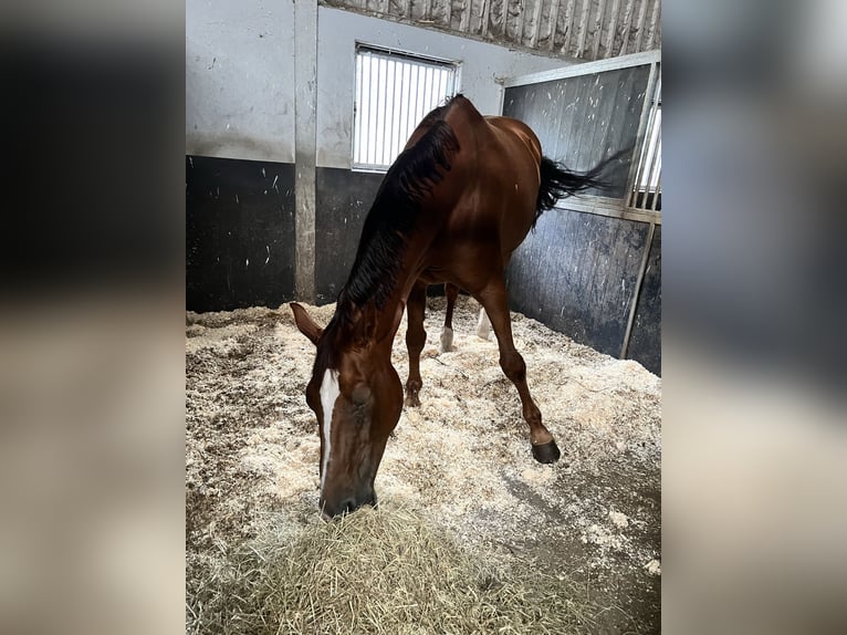 Westphalian Mix Mare 12 years 17 hh Chestnut in Enschede