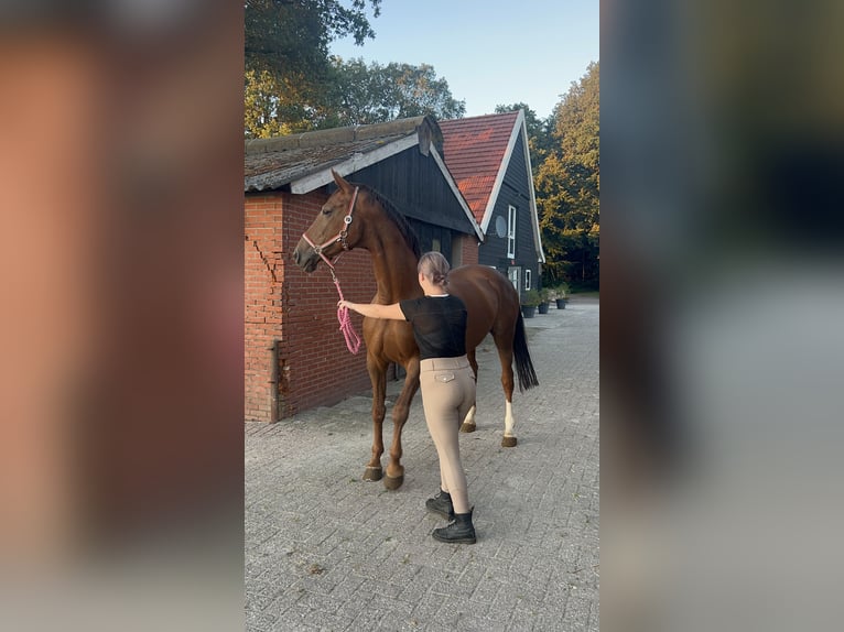 Westphalian Mix Mare 12 years 17 hh Chestnut in Enschede