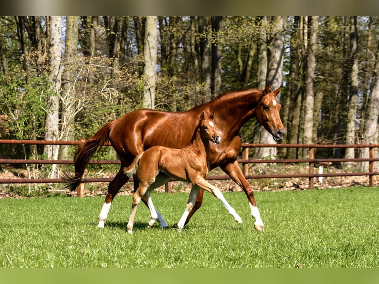 Westphalian Mare 12 years 17 hh Chestnut-Red in Delbrück