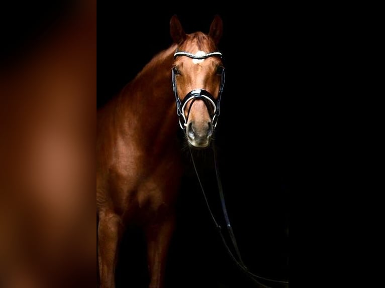 Westphalian Mare 12 years 17 hh Chestnut-Red in Delbrück