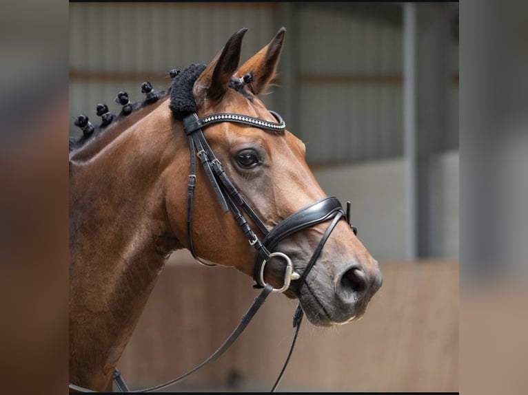 Westphalian Mare 13 years 15,3 hh Brown in Kempenemp