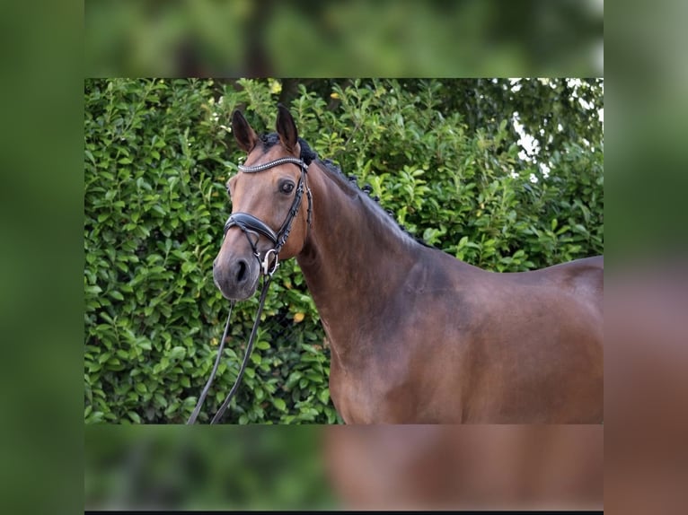 Westphalian Mare 13 years 15,3 hh Brown in Kempenemp