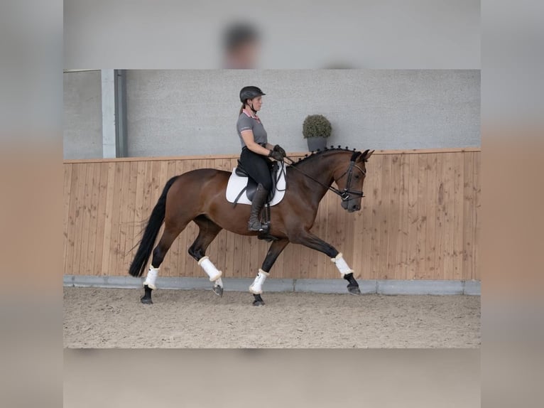 Westphalian Mare 13 years 15,3 hh Brown in Kempenemp