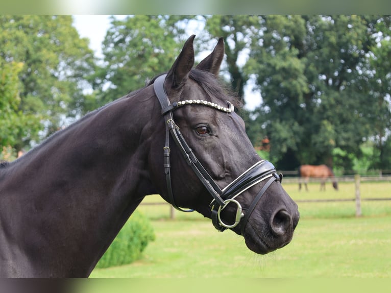 Westphalian Mare 13 years 16.1 hh Black in Haftenkamp