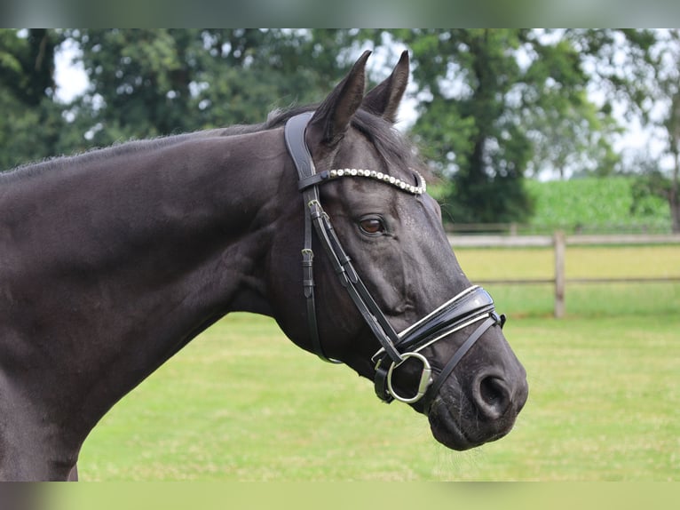 Westphalian Mare 13 years 16.1 hh Black in Haftenkamp
