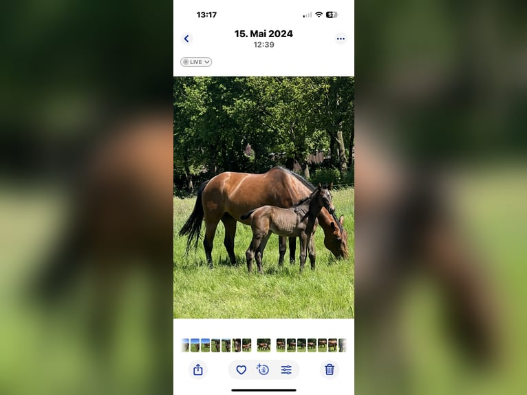 Westphalian Mare 13 years 16,1 hh Brown in Barum