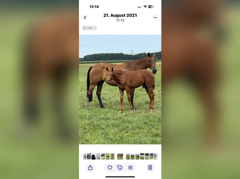 Westphalian Mare 13 years 16,1 hh Brown in Barum