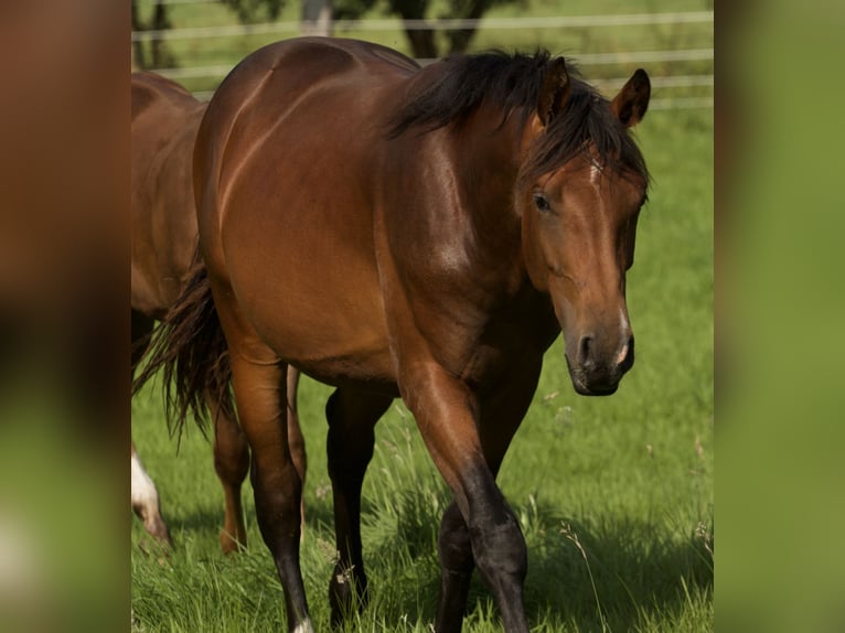 Westphalian Mare 13 years 16,1 hh Brown in Stöckse