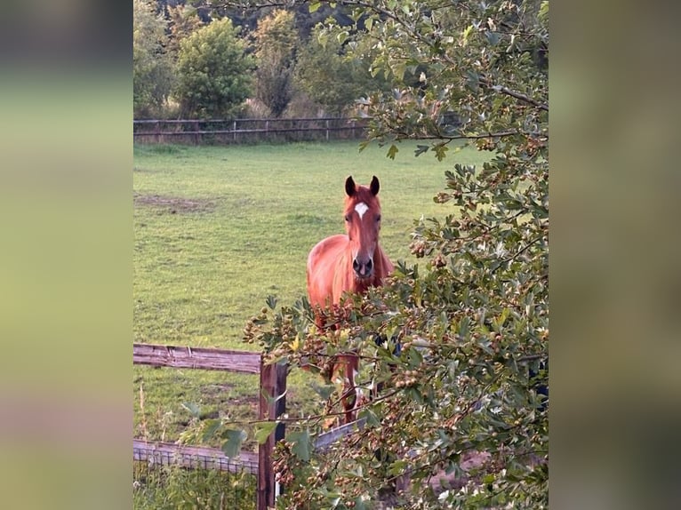 Westphalian Mare 13 years 16.1 hh Chestnut-Red in Eibergen