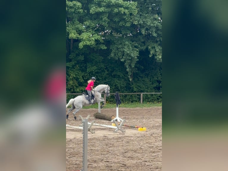 Westphalian Mare 13 years 16.1 hh Grey-Dapple in Langen
