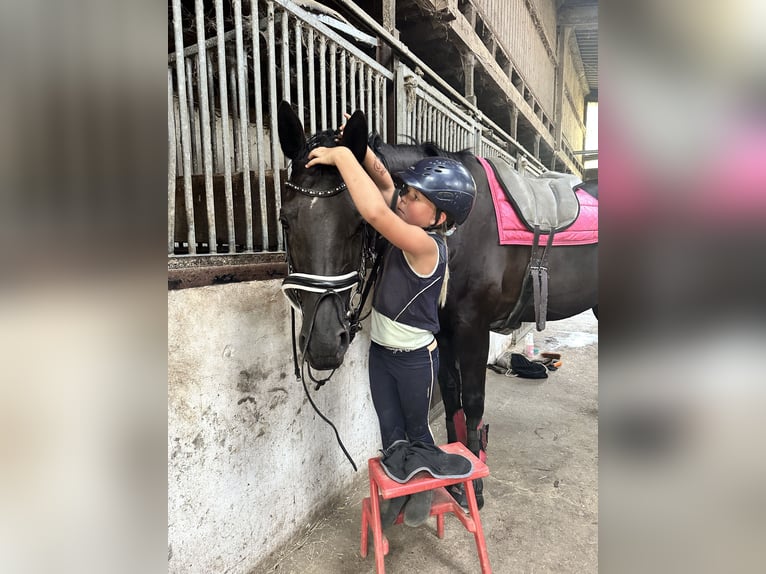 Westphalian Mare 13 years 16.2 hh Black in Sprockhövel