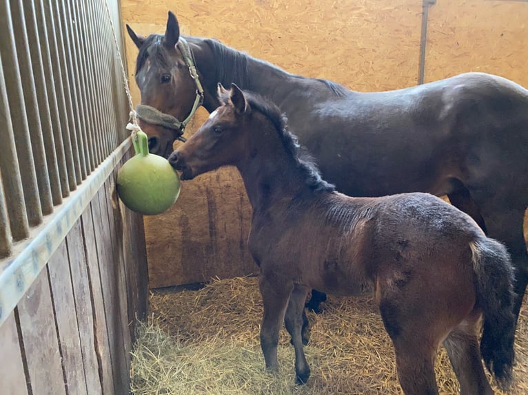 Westphalian Mare 13 years 16,2 hh Brown in Illertissen