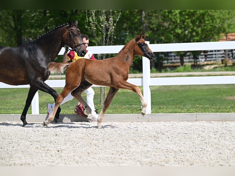 Westphalian Mare 13 years 16,2 hh Brown in Illertissen