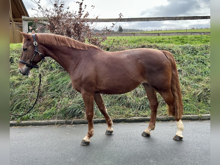 Westphalian Mare 13 years 16,2 hh Chestnut-Red in Warburg