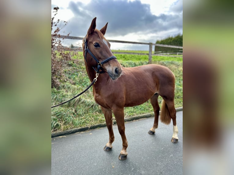 Westphalian Mare 13 years 16,2 hh Chestnut-Red in Warburg