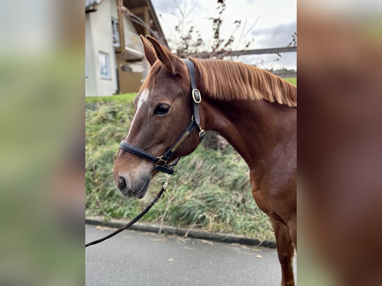 Westphalian Mare 13 years 16,2 hh Chestnut-Red in Warburg