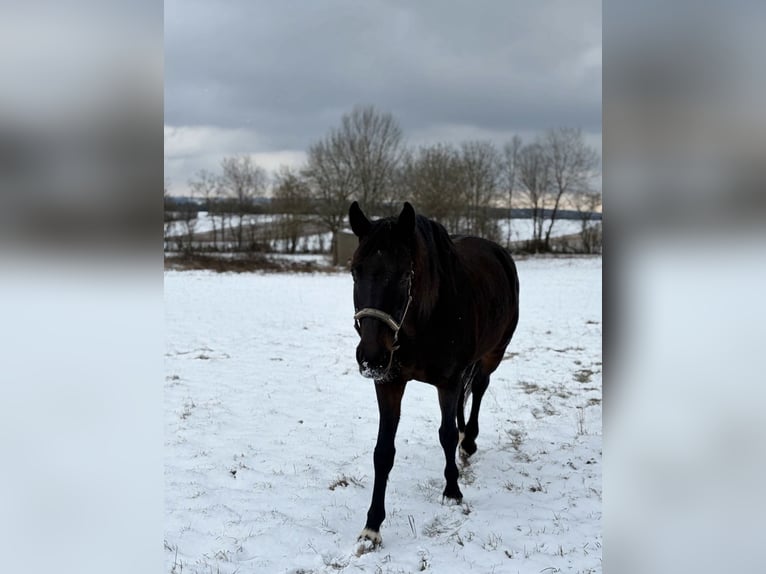 Westphalian Mare 13 years 16.3 hh Bay-Dark in Oberscheidweiler