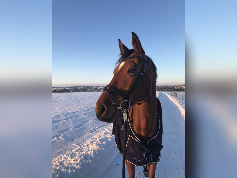 Westphalian Mare 13 years 16.3 hh Brown in Rehau