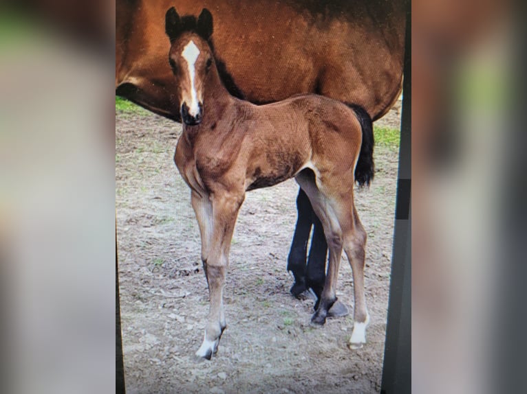 Westphalian Mare 13 years 16,3 hh Brown in Regesbostel