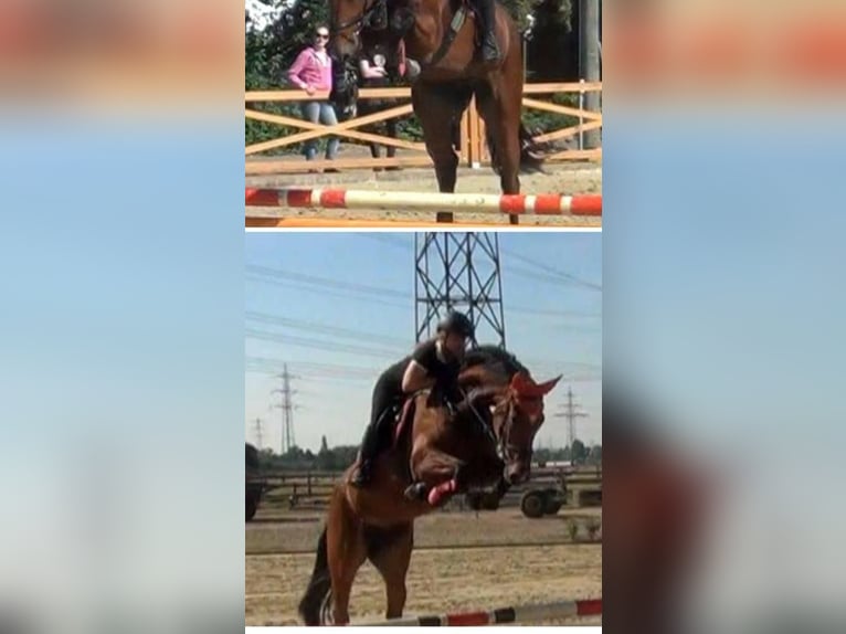 Westphalian Mare 13 years 16,3 hh Brown in Regesbostel