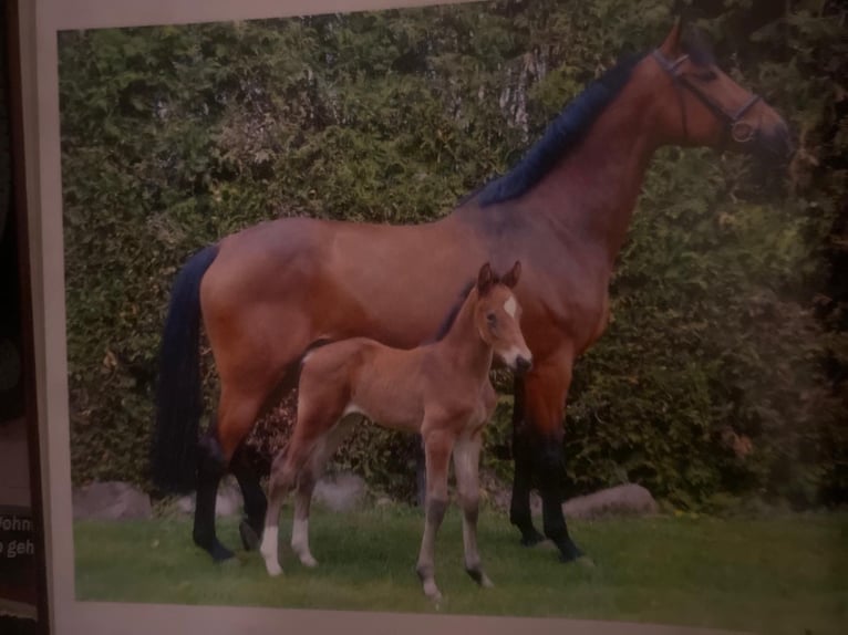 Westphalian Mare 13 years 16,3 hh Brown in Regesbostel