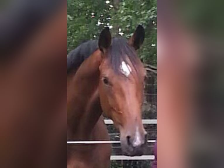 Westphalian Mare 13 years 16,3 hh Brown in Regesbostel