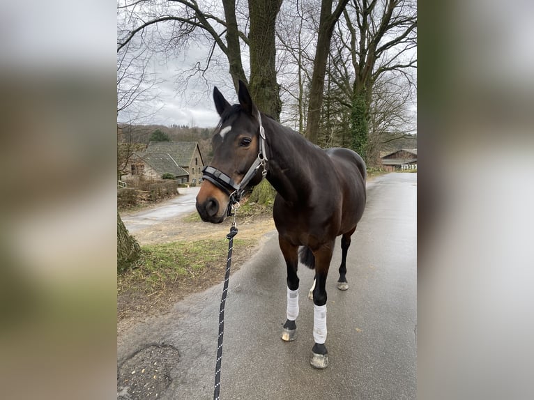 Westphalian Mare 13 years 16 hh Brown in Dortmund