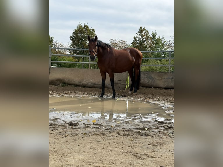Westphalian Mare 13 years 16 hh Brown in Issum